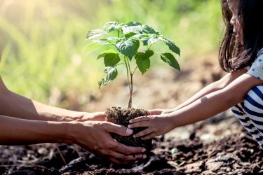 Tree Planting