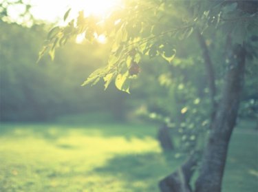 自然との関わりは足りていますか？　～自然欠乏症候群～