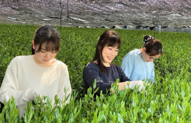 抹茶旅。生産量日本一を誇る「西尾の抹茶」のルーツを探る